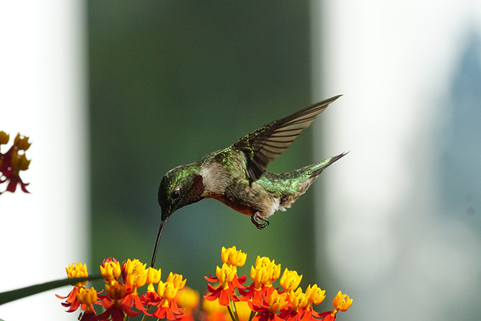 Hummingbird Photography with Sony A6300 and FE 70-300 F 4.5-5.6. An ...